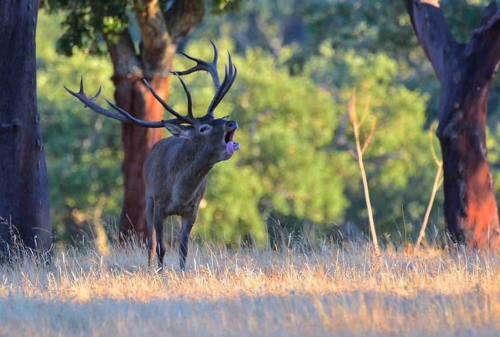 Where to listen to the rut in Seville