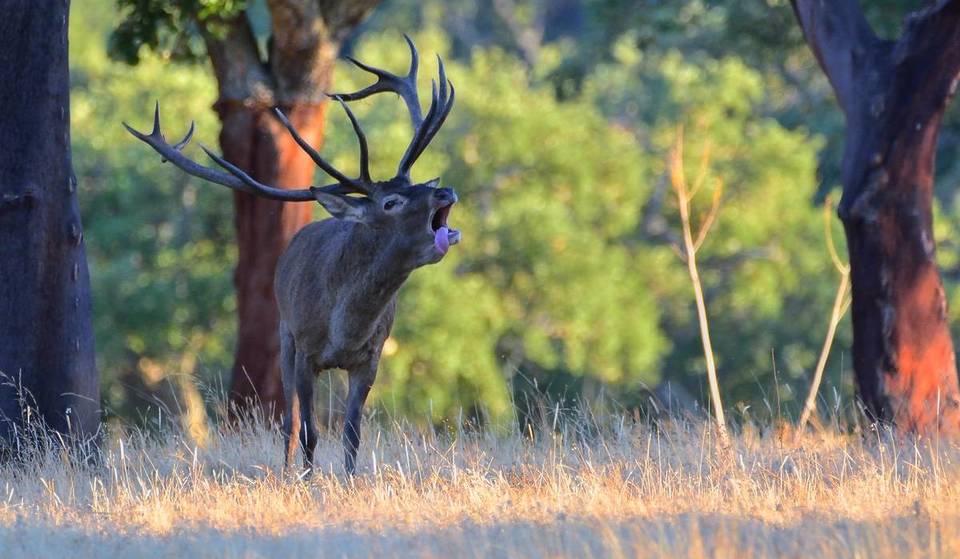 Dónde escuchar la berrea en Sevilla, el espectáculo natural del otoño