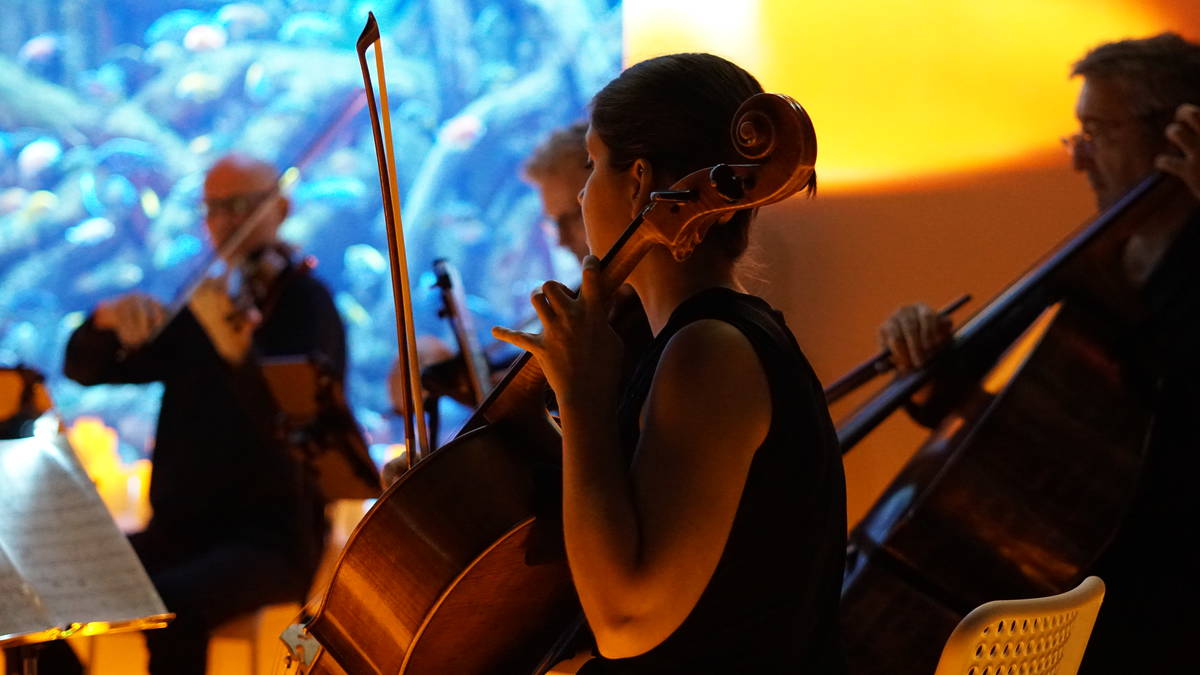 Primer plano de una violonchelista durante un concierto Candlelight en Sevilla.