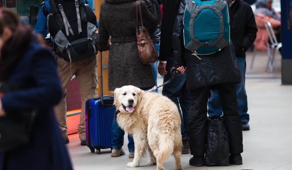 Renfe hará una prueba piloto para viajar con perros de hasta 40 kg en AVE