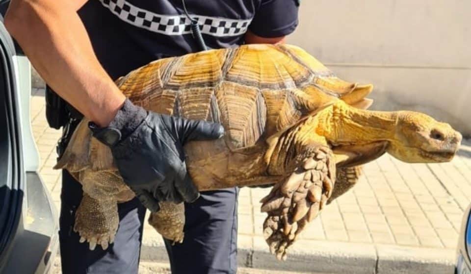 Una tortuga Sulcata, la más grande de África, aparece en el Guadalquivir
