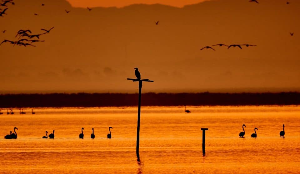 Qué está pasando en Doñana: las claves del conflicto en este entorno natural