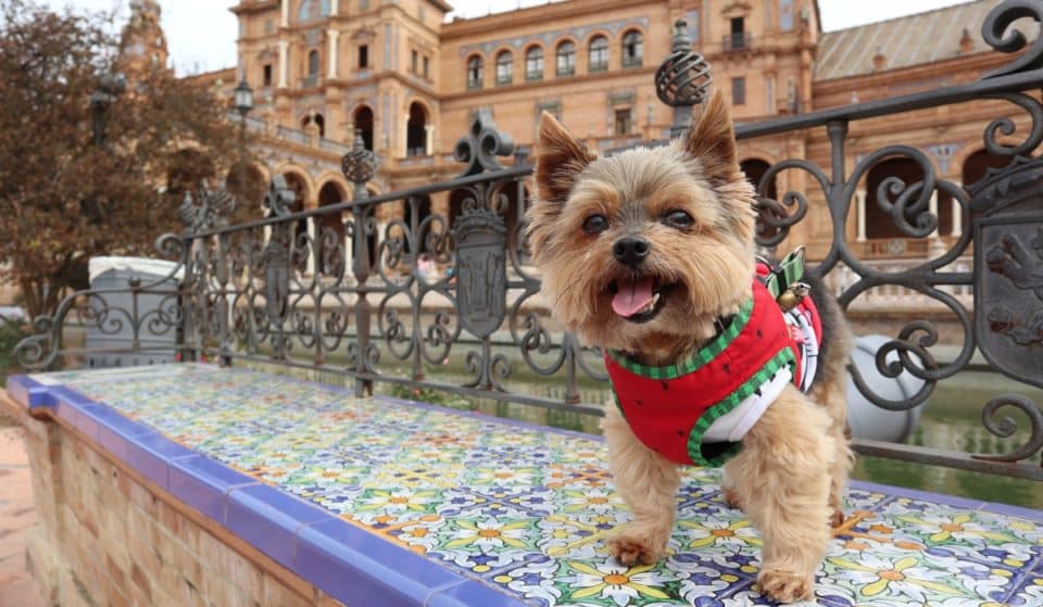 Hasta 10000 euros de multa por dejar al perro atado frente al supermercado