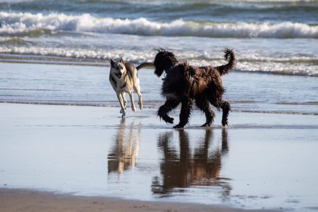 Málaga playas caninas 2023