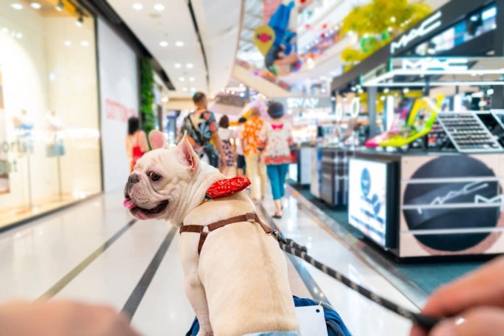 Mascotas centro comercial Lagoh