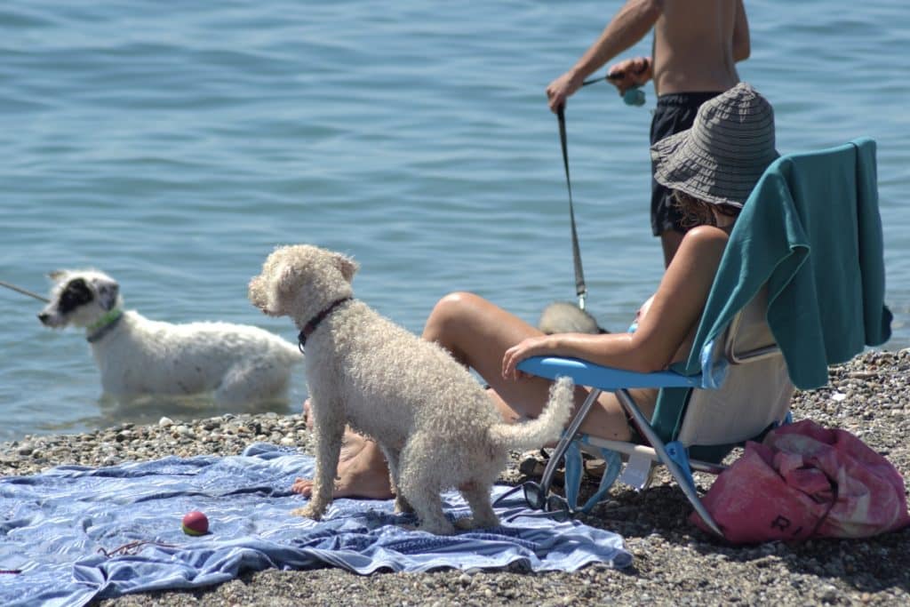 Playas perros Andalucía