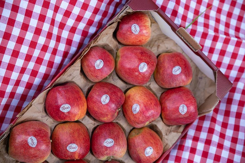 Manzanas Envy: la mayor tentación en el mejor festival de invierno