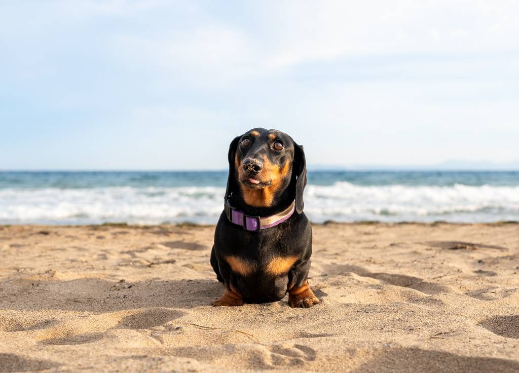 Soletes pet-friendly Sevilla