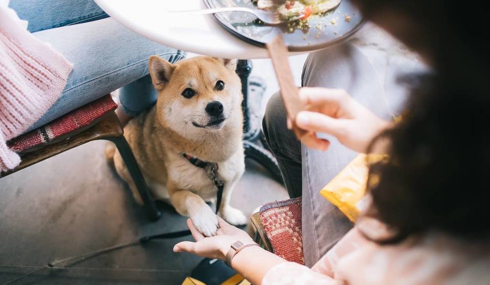 Restaurants amis des animaux du Guide Repsol à Séville où aller avec votre animal de compagnie