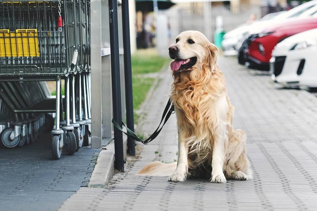 Prohibido atar perro solo