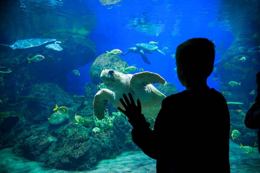 4 aquariums in Andalusia where you can observe marine fauna with the little ones.