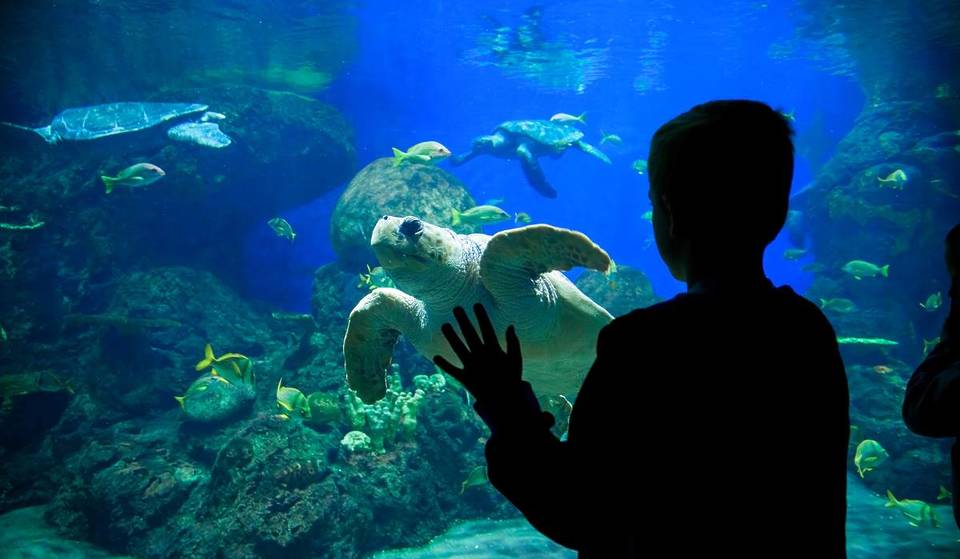4 aquariums en Andalousie où observer la faune marine avec les petits