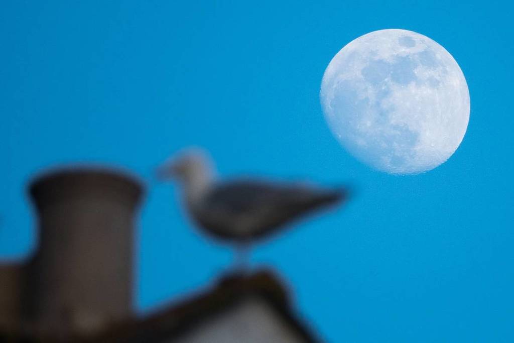 Snow Moon Seville