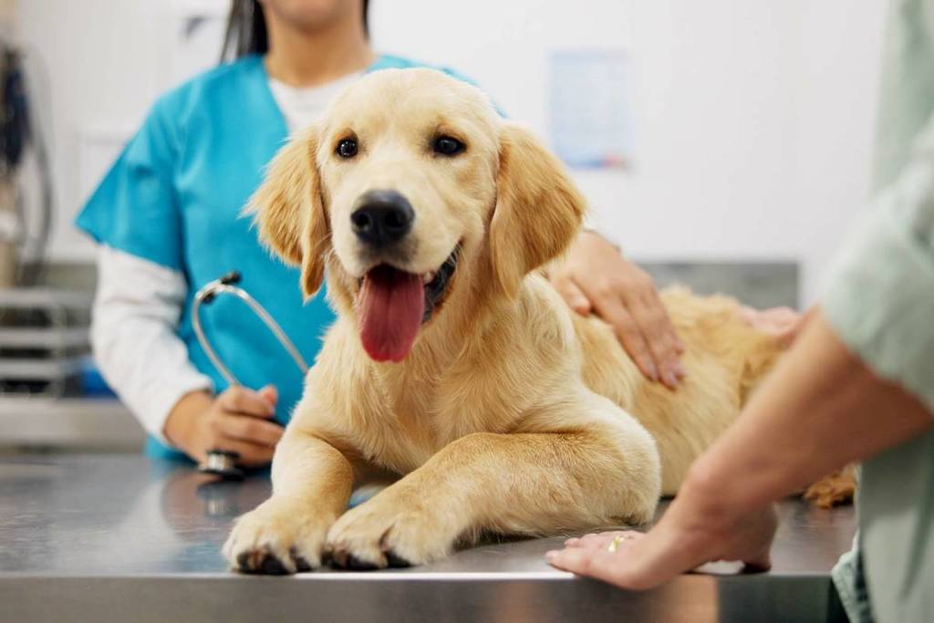 Gastos veterinarios mascotas deducción 100 euros Junta de Andalucía