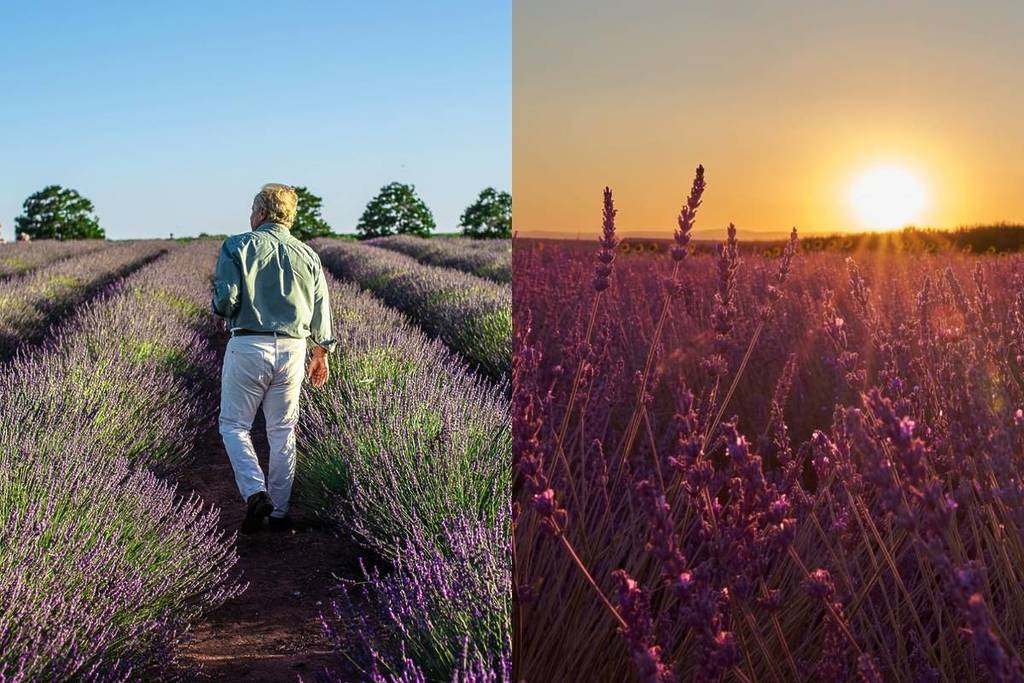 Campos lavanda Sevilla visitar 2026