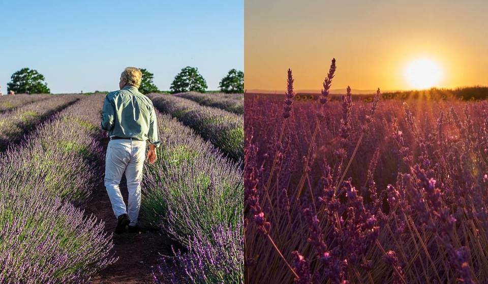 La «Provenza sevillana» existe: el campo de lavanda único en Andalucía que puedes visitar a 40 minutos de la capital