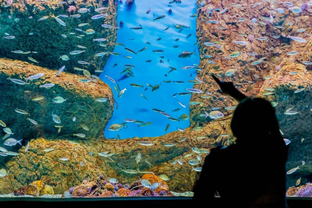 Seville Aquarium Halloween