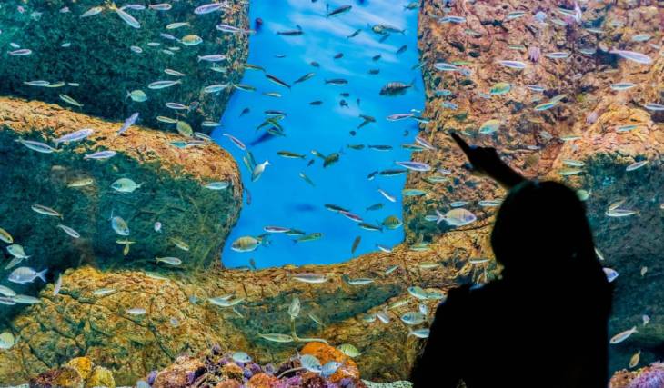 Halloween Under the Sea: The Seville Aquarium’s Spine-Chilling Schedule, Including a Sleepover Next to the Oceanarium