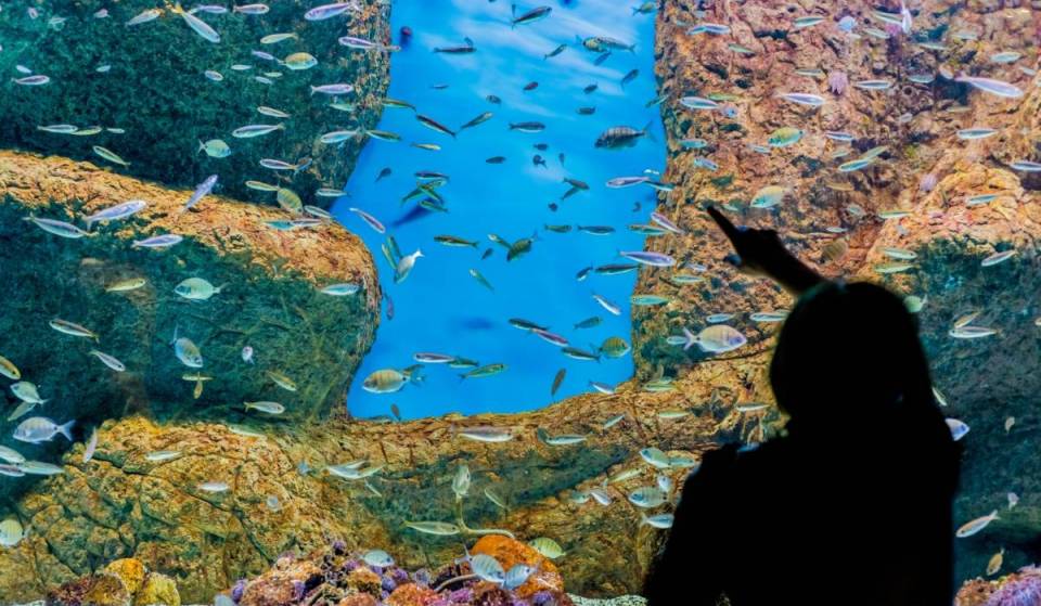 Halloween Under the Sea: The Seville Aquarium’s Spine-Chilling Schedule, Including a Sleepover Next to the Oceanarium