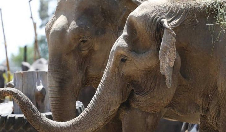 Tammy: Fallece la elefante más longeva del Parque Ecológico Zacango