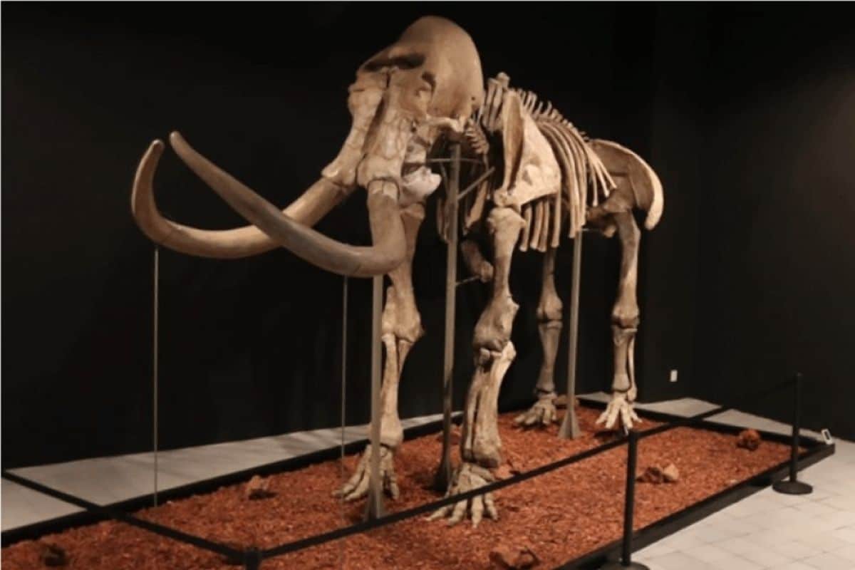¿Sabías que en Toluca hay un mamut? ¡Debes conocerlo!