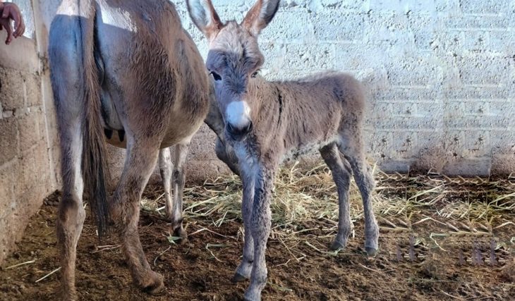 Nace una burrita bebé en Burrolandia ¡Escoge su nombre!