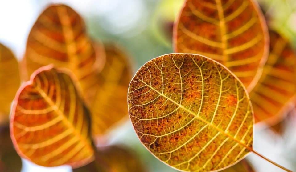 In piazza Vittorio Veneto arriva l’autunno con AgriFlor
