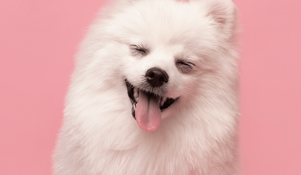 Ecco le foto più divertenti del mondo animale di quest’anno