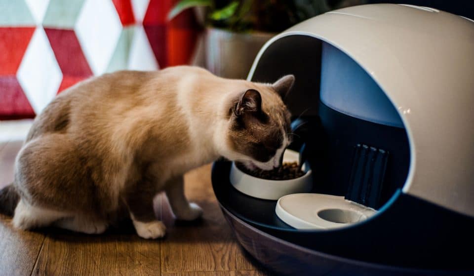 Une entreprise toulousaine crée une gamelle pour chats connectée à votre smartphone !