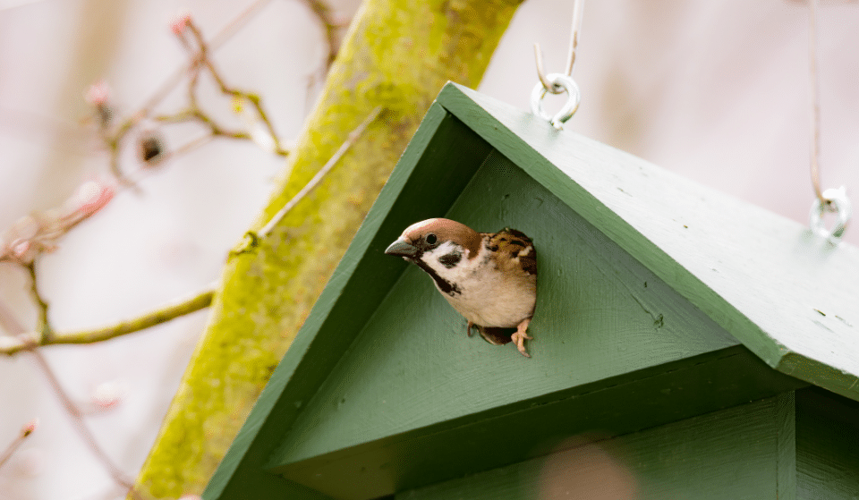 Des nichoirs à oiseaux offerts aux riverains du Canal du Midi !
