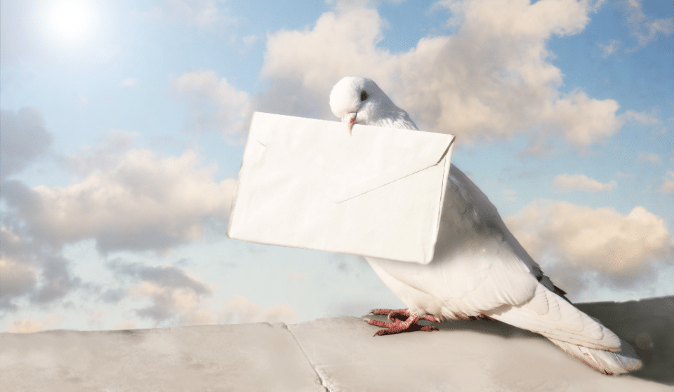 En Belgique, un pigeon voyageur vendu à 1,6 million d’euros !