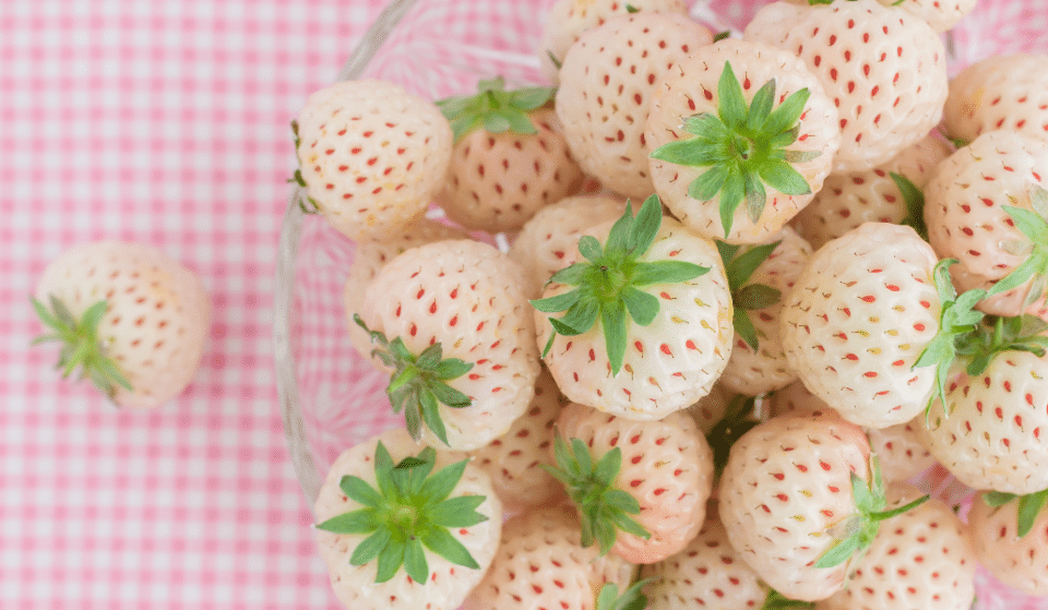 Tendance food : les fraises blanches goût ananas, à cultiver chez soi