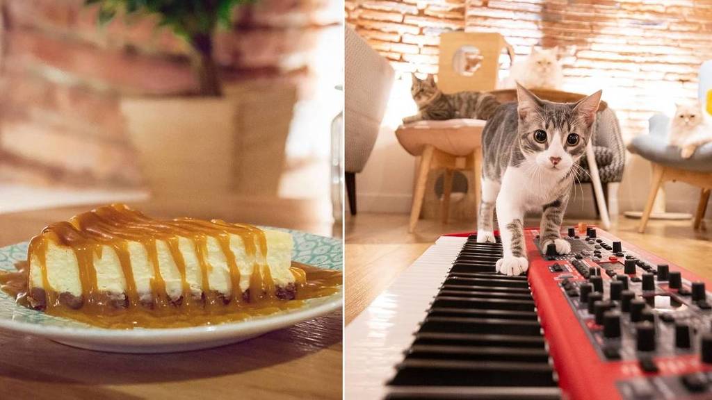 cat café Toulouse