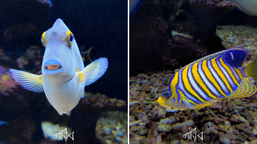 aquarium toulouse
