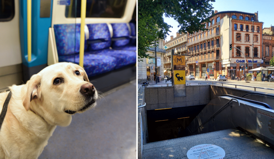 Pourra-t-on bientôt voyager avec nos chiens dans les transports publics de Toulouse ?