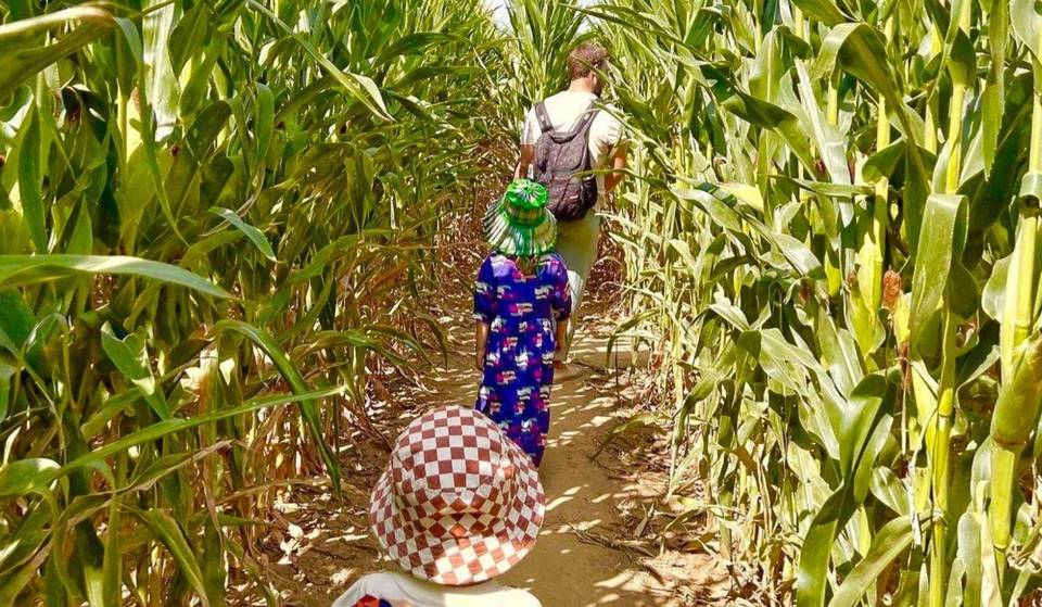 Avec vos enfants, explorez ce labyrinthe de maïs près de Toulouse : date de réouverture et prix