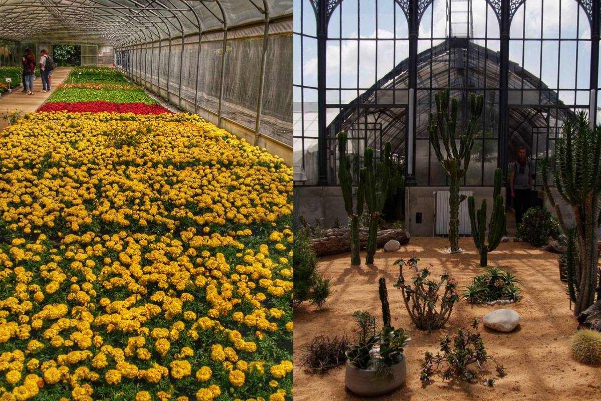 serres municipales de Toulouse