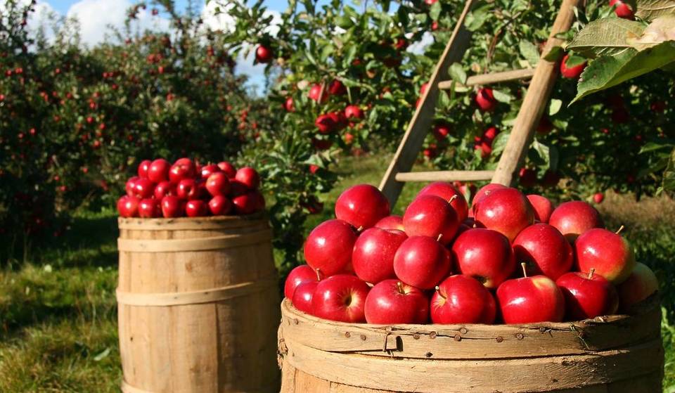 À Toulouse, vous pouvez cueillir vous-mêmes vos pommes bio directement dans un verger