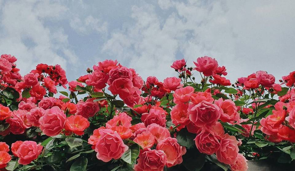400,000 flowers and plants to discover: the 1877 greenhouses open for just one weekend, with free plants to take home