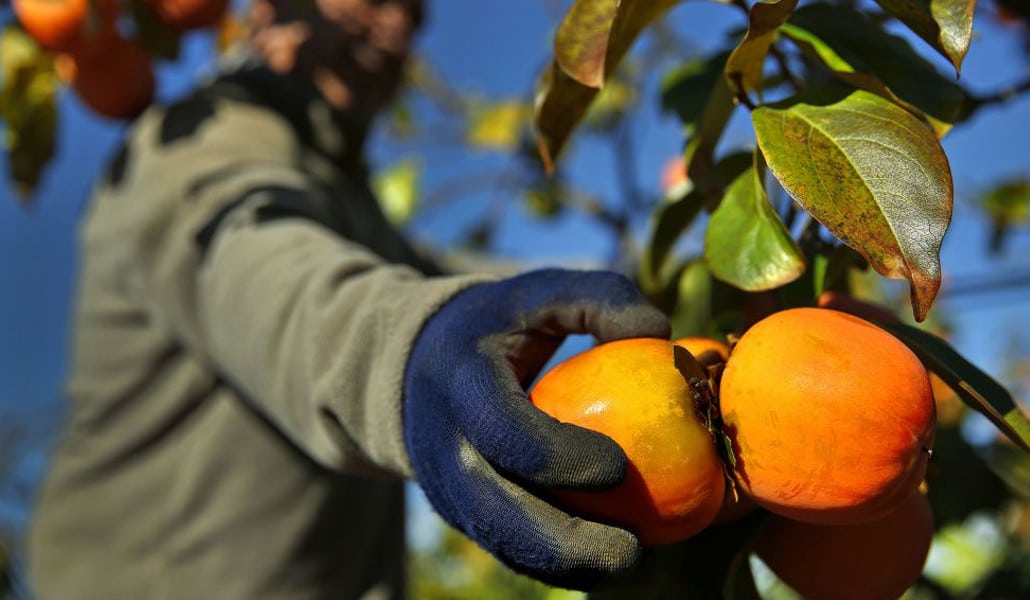 Por qué el caqui es el nuevo icono gastronómico de Valencia