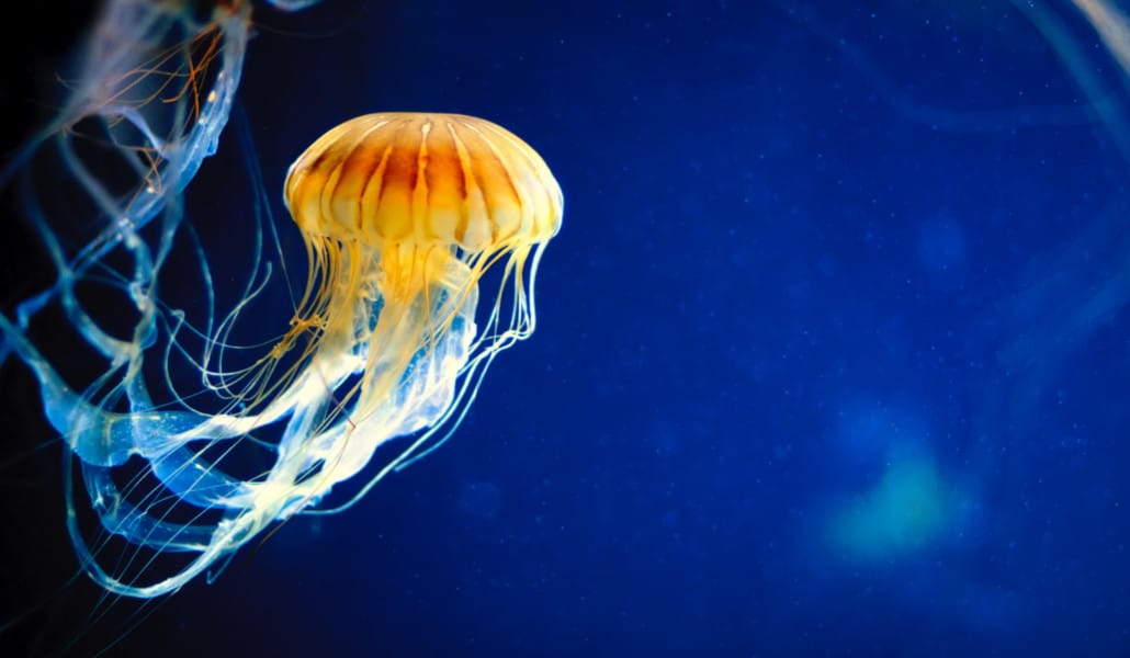 Esta ‘app’ valenciana te dice si hay medusas en la playa