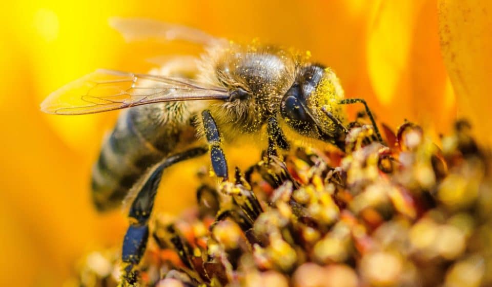 Día Mundial de la Abeja: un insecto esencial para la vida