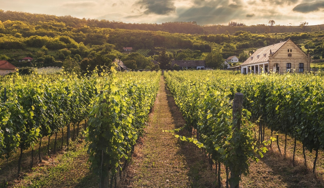 Descubre con Winers cómo disfrutar al máximo el mejor vino