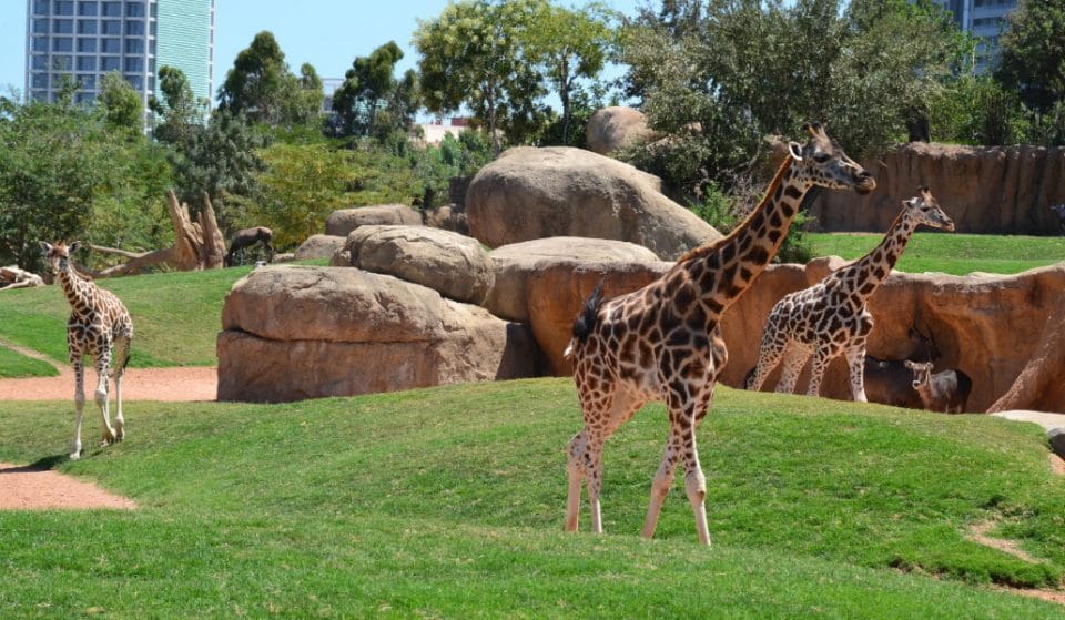El Bioparc de Valencia reabre sus puertas el 18 de junio