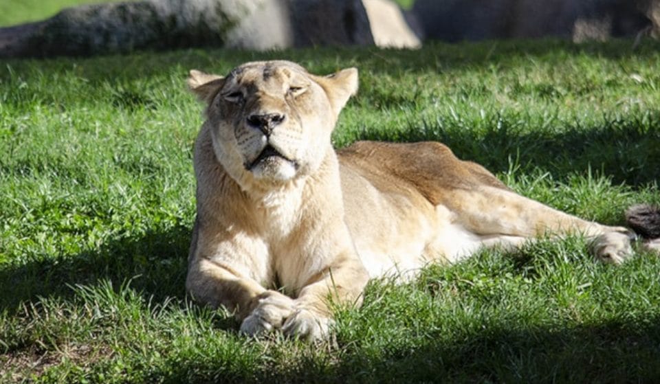 Muere Fa, la leona del Bioparc de Valencia