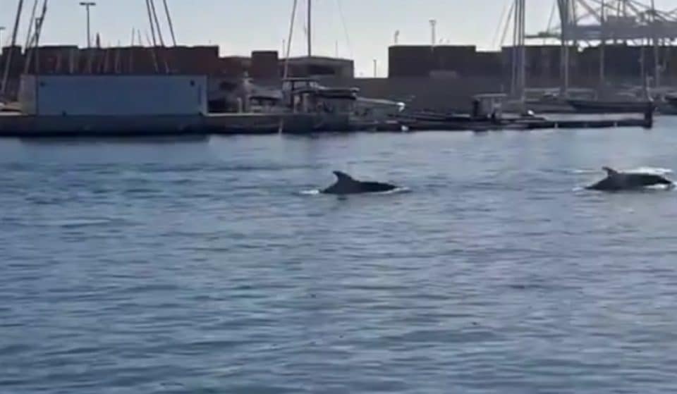 Avistan delfines en la Marina de Valencia
