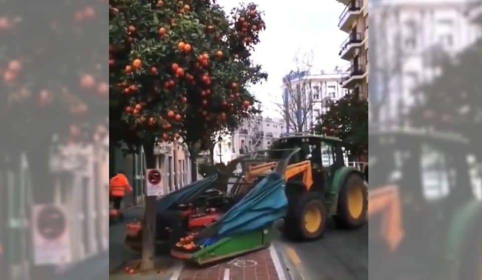 Así se recogen las naranjas en las calles de Valencia