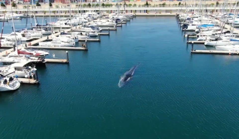 Una ballena de 20 metros, atrapada en el Puerto de Valencia