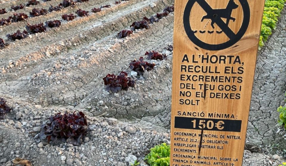 150 euros de multa por soltar el perro en la huerta de Valencia