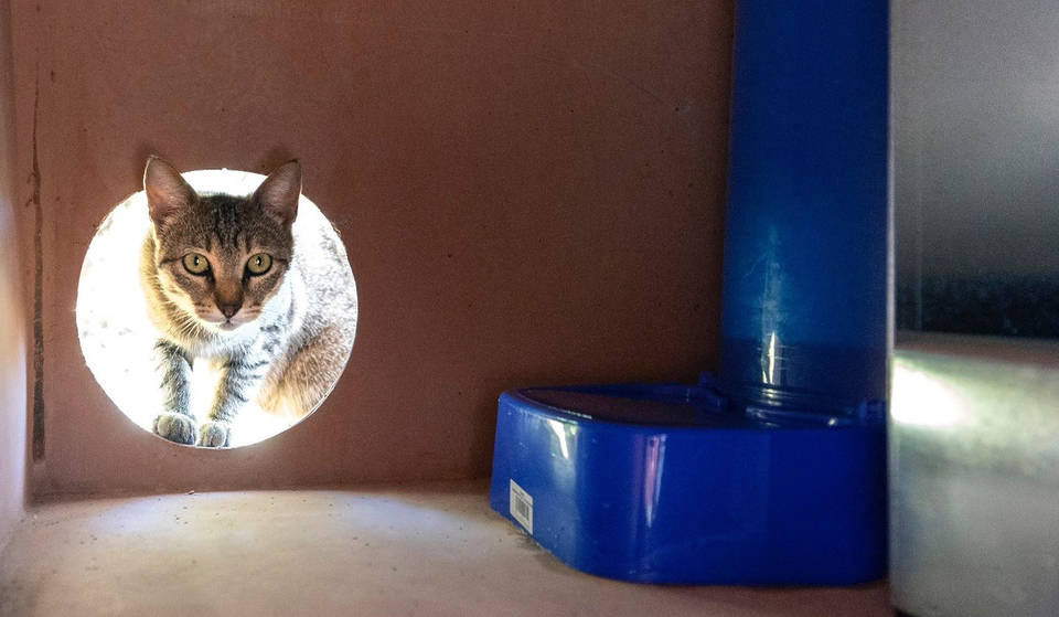 Valencia tendrá 80 comederos para gatos en toda la ciudad